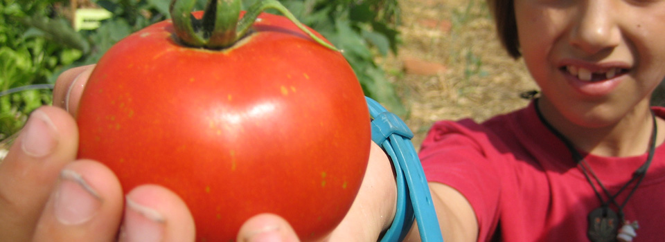 Horts Escolars Ecològics