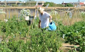 Horts Urbans Municipals de PAIPORTA