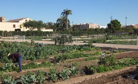 Horts Urbans Municipals de Sociópolis