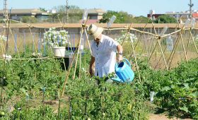 Hort Urbans Municipals de PAIPORTA